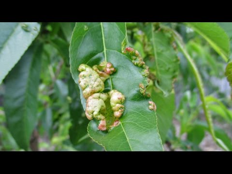 What Should You Do If You See This On Your Fruit Trees? Video