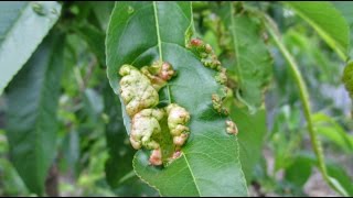 What Should You Do If You See This On Your Fruit Trees?