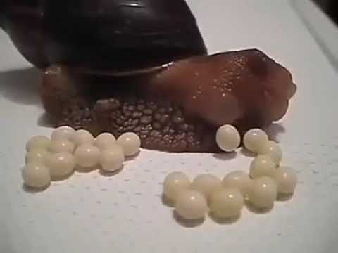 How Snail lay eggs