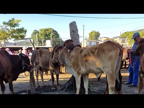 sábado 29 de noviembre 2025, tiangue de San Rafael Cedros, Cuscatlan