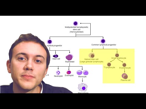 Blood Cancers Explained: Leukemia, Myeloma, Lymphoma, and more