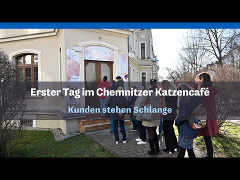 Erster Tag im Chemnitzer Katzencafé: Gäste stehen Schlange