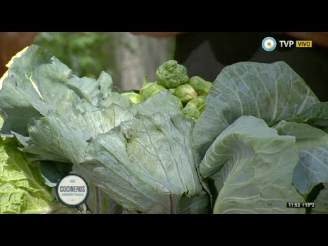 Todo sobre el repollo y repollitos de Bruselas