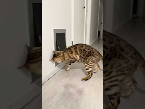 Bima Gato vs. The Locked Door! 😿🚫 #Shorts #BengalCat