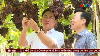 Ninh Thuận trồng nho công nghệ cao