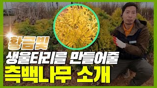 황금빛 생울타리를 만들어줄 측백나무를 소개합니다!(정원에 심으면 좋은 나무)