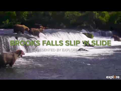 Bears Falling off Brooks Falls  Vol 4