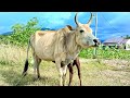 The Sound Of Long Horned Oxen In The Courtyard Of The Cowshed Horn Cattle Farming