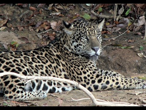 JAGUARE IM PANTANAL / Brasilien - Kurzfilm / Trailer - 4 Minuten