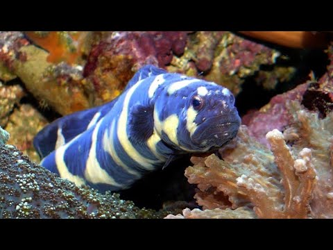 Facts: The Engineer Goby (Convict Blenny)