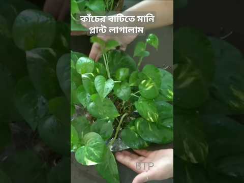 Money Plant decoration idea #shorts #treeplantation #gardening #youtubeshorts #shortsfeed