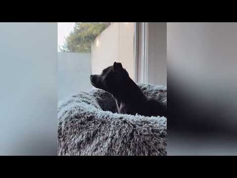 PaWz Premium Calming Pet Bed with Removable Cover