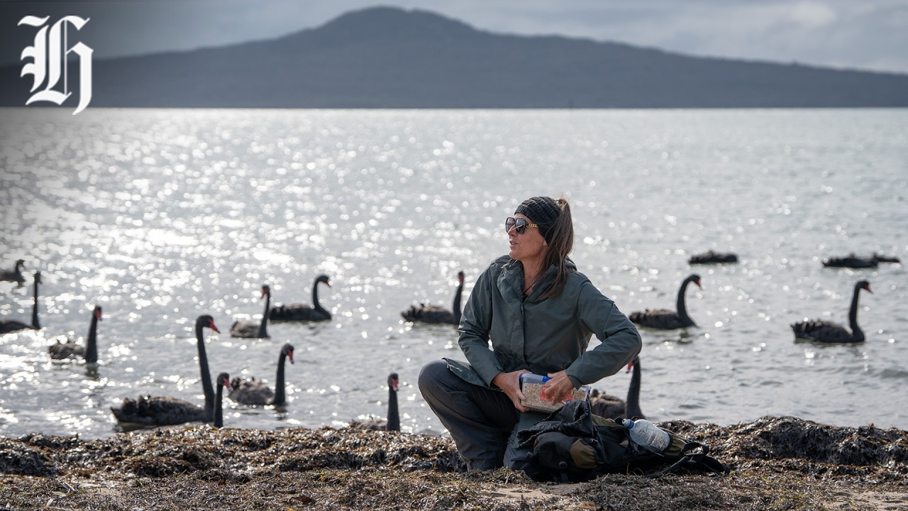 Saving the swans in East Auckland