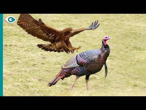 This reckless hawk attacked the wrong bird... He lost his life!