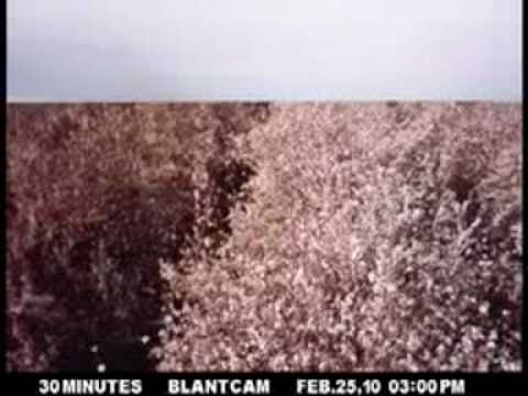 Almond bloom to leaf-out