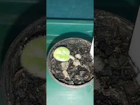 ****PLANT RESCUE UPDATE*****  Did this sick and sorry AFRICAN VIOLET plant SURVIVE????