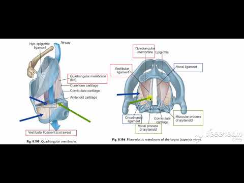 Larynx membranes ligaments 6