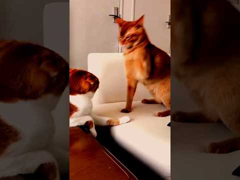 Cat Fight || #shorts Cat vs cat funny video #funny #cutebaby #cutecat #cat #fighting #youtubeshorts