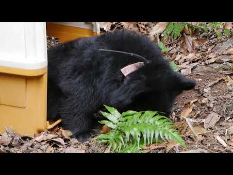 南安小熊搬家至森林野訓場與專家工作會議