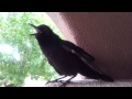 Grackle Singing Practice part 2
