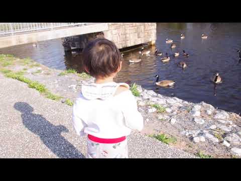 2021 0407哼哼看大雁