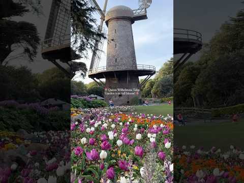 🌷Tulip Garden in San Francisco is in full bloom! 🌷Queen Wilhelmina Garden, Dutch Windmill in SF