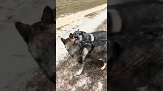 Even in there old age they act like puppies #farmlife #dog #germanshepherd #shorts