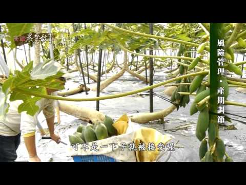 農業故事館-木瓜