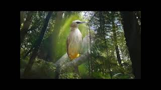 Download lagu Suara pikat burung trucukan jernih 1 jam mp3 Download lagu Suara pikat burung trucukan jernih 1 jam mp3