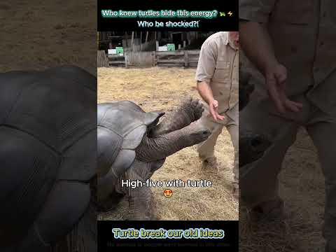This dramatic turtle shatters our old ideas 🐢⚡ #turtles #animals #zoo