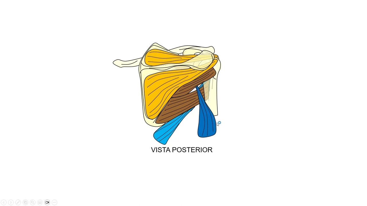 Trivia de miembros 2