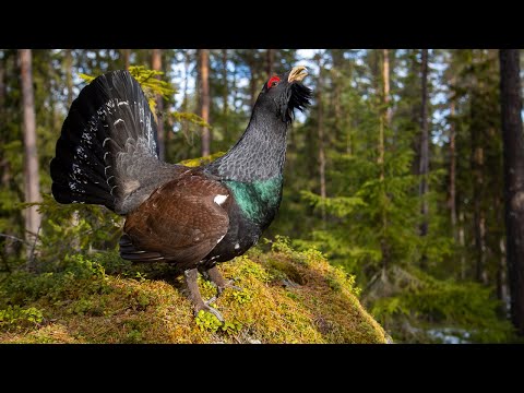Att fotografera en galen tjädertupp - Tjäderspel - Capercaillie
