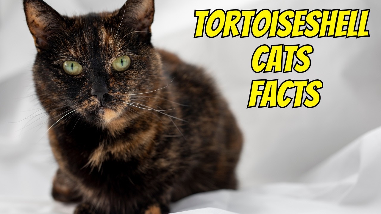 12 Amazing Facts About Tortoiseshell Cats - 