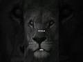 When A Lion Wants To Go Somewhere Mindset Lion Shorts Motivation