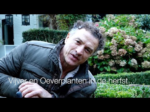Wat doe je met je vijver in de herfst, de oeverplanten. Wat doe je met vijverplanten in het najaar?