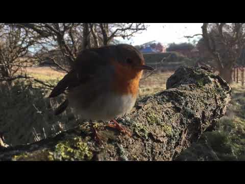 Samtal med en Rödhake