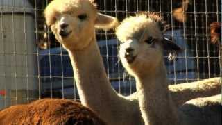 preview picture of video 'A Visit to Retiredice Alpacas'