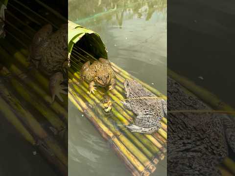 Bé ếch sau khi có bạn mới #shorts #short