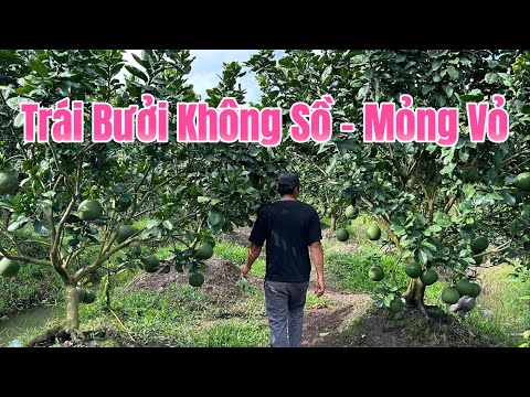 Kinh Nghiệm Nuôi Trái Bưởi Tơ Không Sồ Trái. Bưởi 3 năm lấy trái tết sẽ như thế nào?