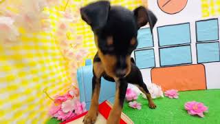 ミニチュアピンシャーの動画01