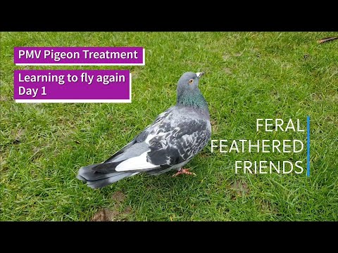 , title : 'PMV/Newcastle Disease Treatment in Pigeons, Learning to fly, Day 1'