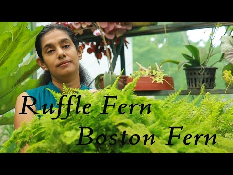 , title : 'Green Fingers: Fluffy ruffle fern and Boston fern care....