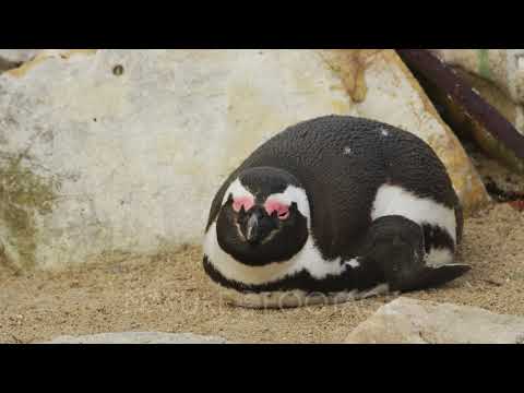 African penguin (Spheniscus demersus) - lying down on sand Video