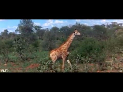 Numa & RWBeatz, Nina Moody - The Sun (Part I)