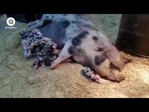 , title : 'Net bevallen varkens op kinderboerderij IJsselstee | NieuwegeinTV'