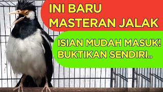 Download lagu Masteran Jalak Suren Full Isian Komplit Mudah Ditiru semua Jalak dan Burung Lainnya mp3