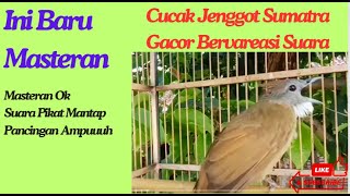 Download lagu Masteran wajib cucak jenggot gacor dan bervareasi mp3 Download lagu Masteran wajib cucak jenggot gacor dan bervareasi mp3