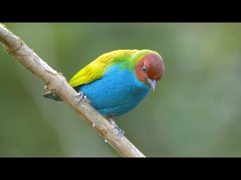 Tangara hnedohlavá (Tangara gyrola) — starostlivosť, voliéra a kŕmenie