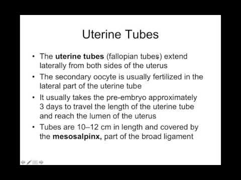 Chapter 28 Reproductive System Part2