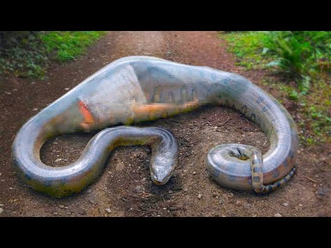 Even King Cobra Is Afraid of This Snake Killer